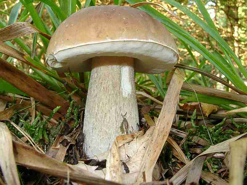  Image name: 00_201 Porcino.jpg 
 width: 800 pixel 
 height: 600 pixel 
 Size: 41499 bytes 
 Click to enlarge 